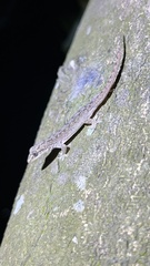 Hemidactylus frenatus