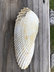 Cyrtopleura