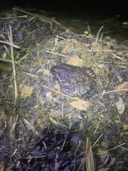 Leptodactylus vastus