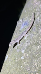 Hemidactylus frenatus