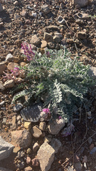 Astragalus mollissimus