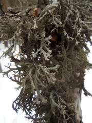 Pseudevernia