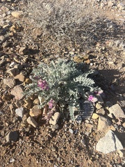 Astragalus mollissimus