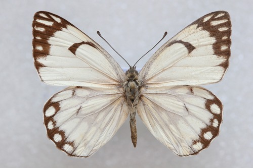 Pioneer White