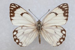 Belenois aurota