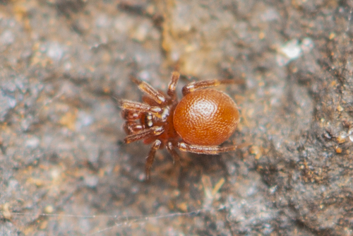Comaroma maculosa