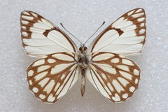 Belenois aurota