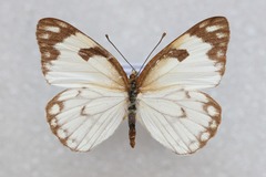 Belenois aurota