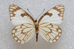 Belenois aurota