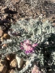 Astragalus mollissimus