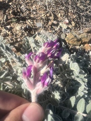 Astragalus mollissimus