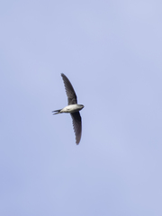 Hemiprocne longipennis