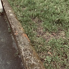 Ptychostomum capillare