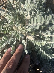Astragalus mollissimus