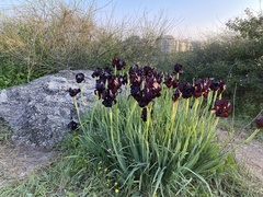 Iris atropurpurea