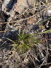 Hypoxis