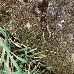 Ptychostomum capillare