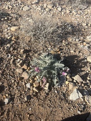 Astragalus mollissimus