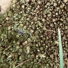 Ptychostomum capillare