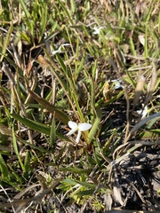Viola lanceolata