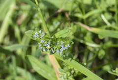 Valerianella locusta