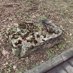 Ptychostomum capillare