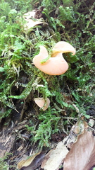 Guepinia helvelloides