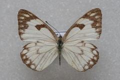 Belenois aurota