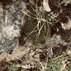 Ptychostomum capillare
