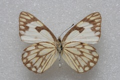 Belenois aurota