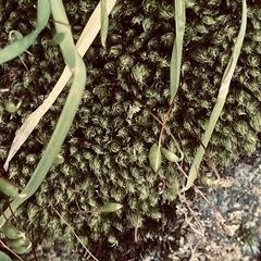 Ptychostomum capillare