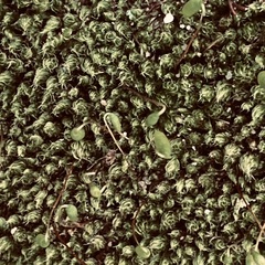 Ptychostomum capillare