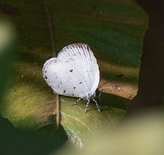 Neopithecops zalmora