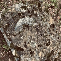 Protoparmeliopsis muralis