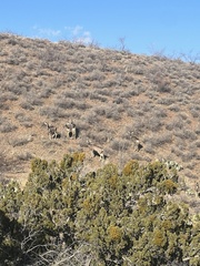 Odocoileus hemionus eremicus