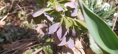 Helleborus purpurascens