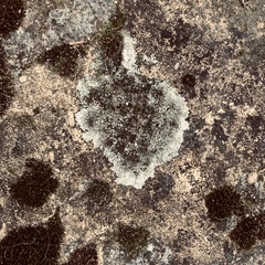 Protoparmeliopsis muralis