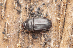 Ipidia variolosa