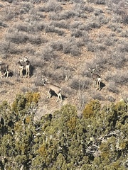 Odocoileus hemionus eremicus