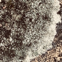 Protoparmeliopsis muralis