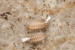 Polyxenida