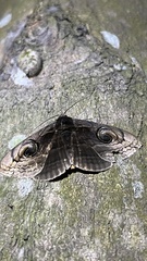 Ommatophora luminosa