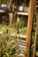 Trichonephila senegalensis