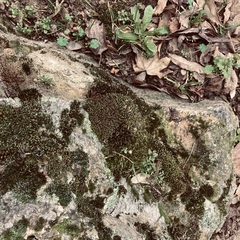 Ptychostomum capillare