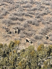 Odocoileus hemionus eremicus