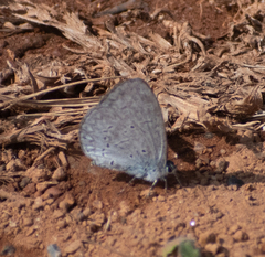 Celastrina lavendularis