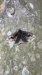 Ommatophora luminosa