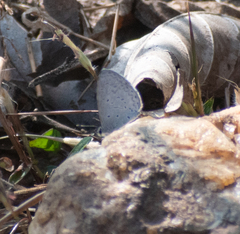 Celastrina lavendularis