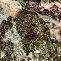 Ptychostomum capillare