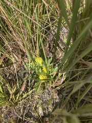 Polygala nana
